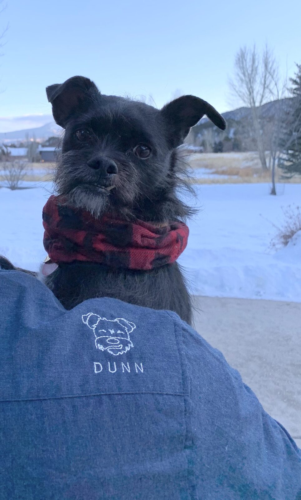 Dunn the Schnauzer with owner wearing custom embroidered Cotton the First shirt