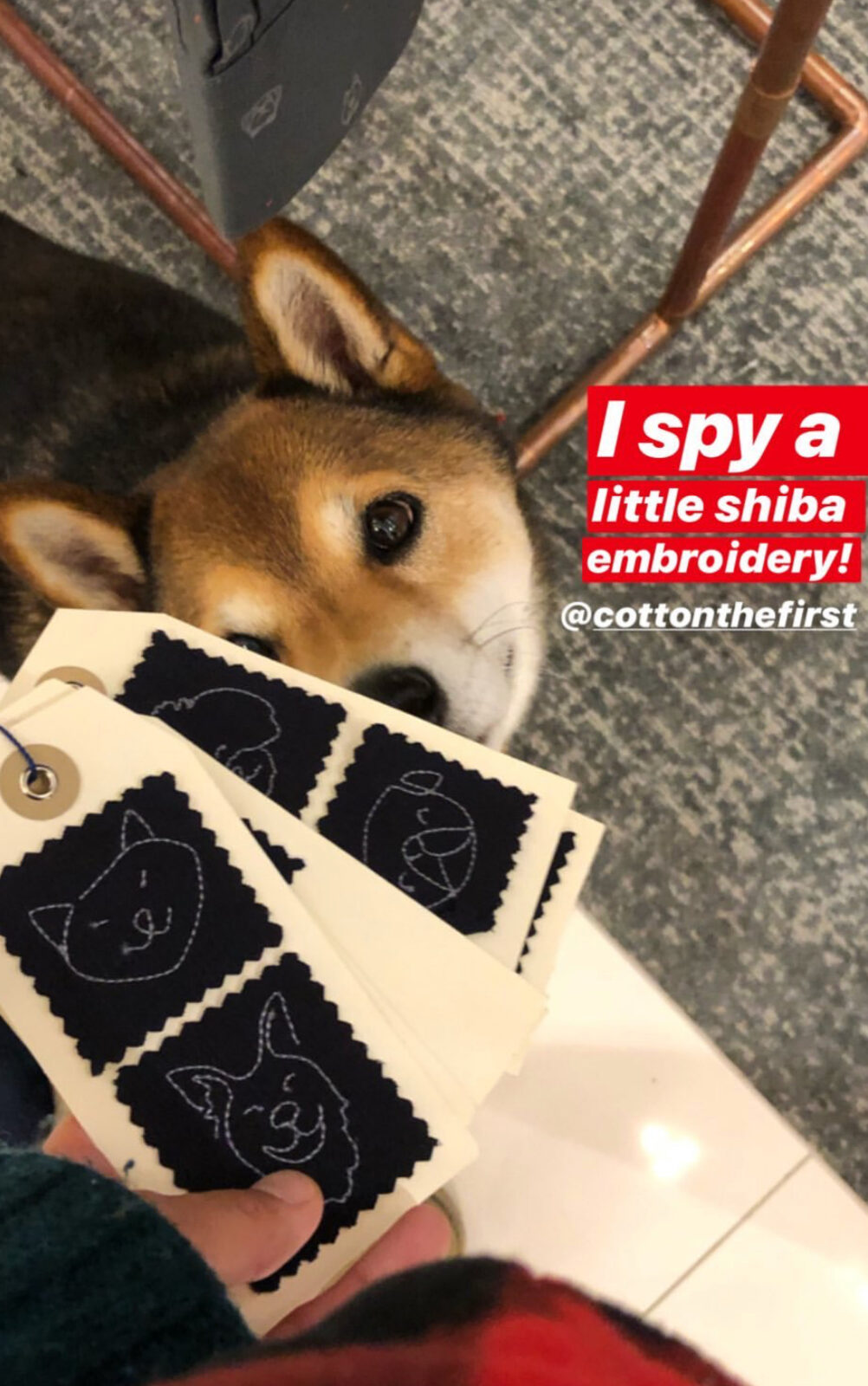 Shiba Inu inspecting pet embroidery design cards