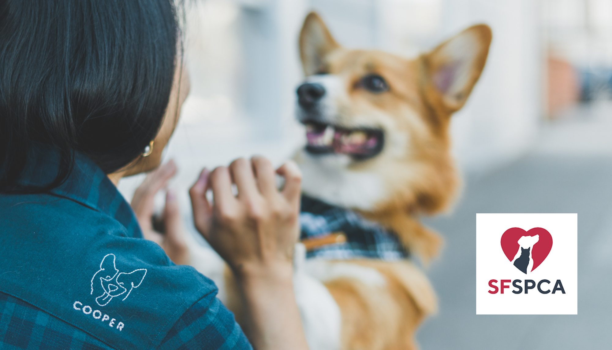 SFSPCA x Cotton the First